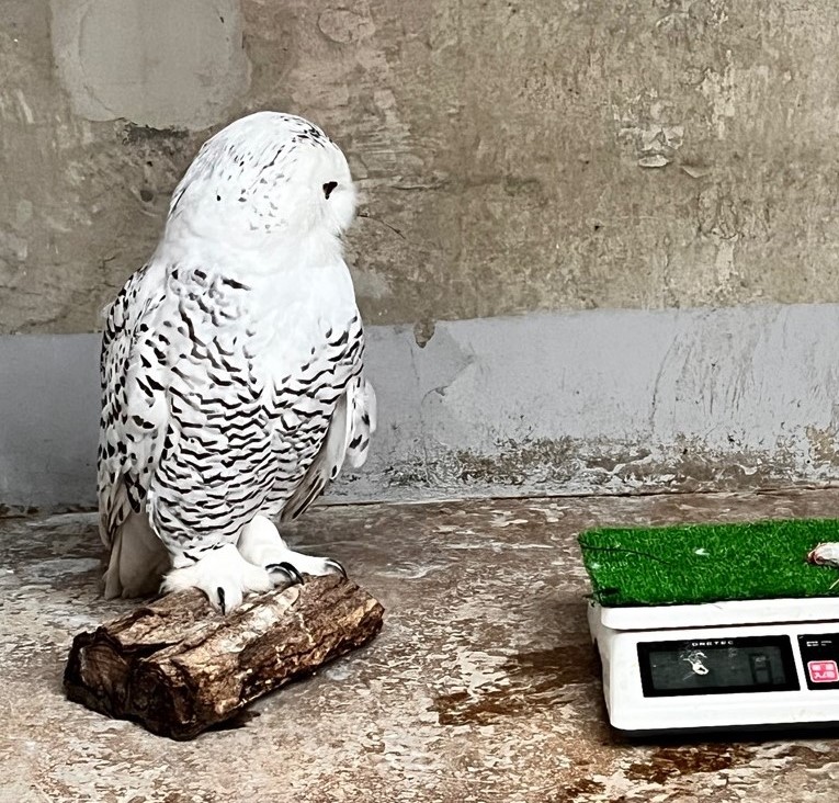画像：体重測定をしようとするシロフクロウの写真