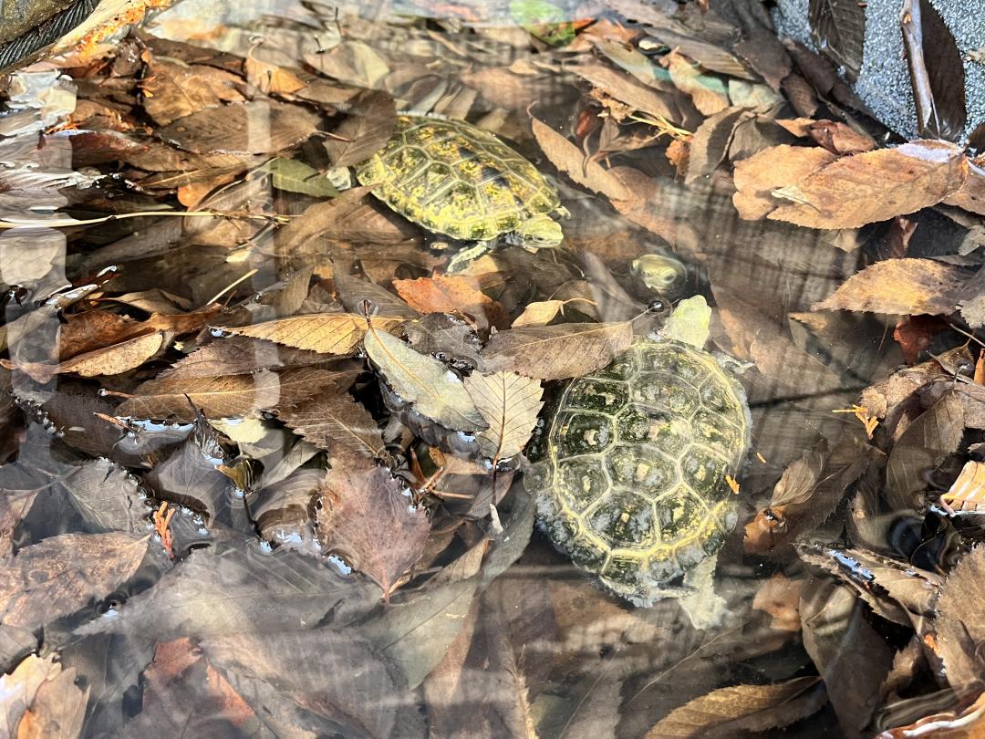 画像：ニホンイシガメの写真