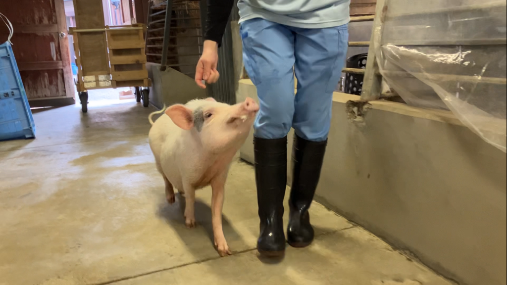 体重計に移動するブタの写真