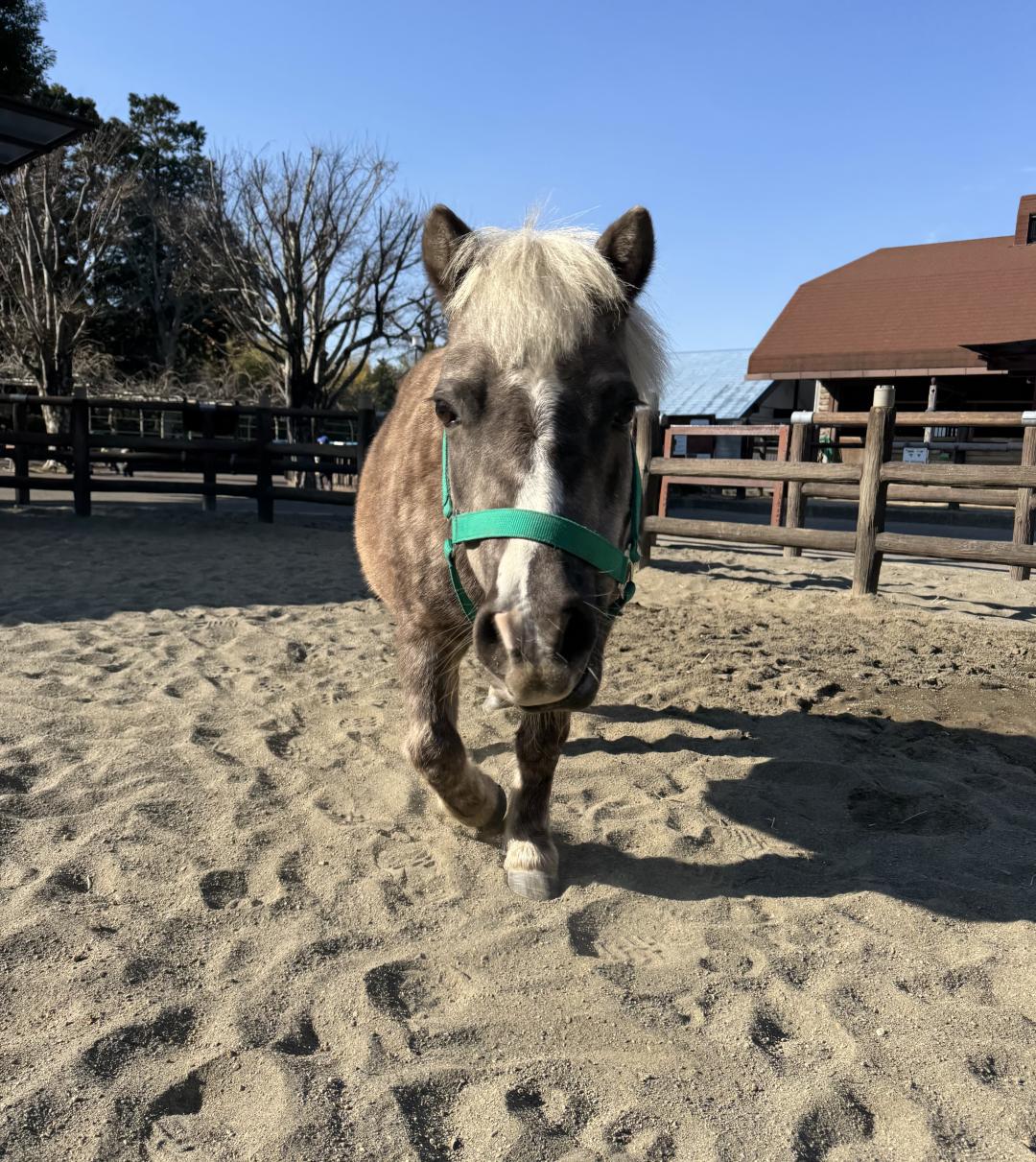 画像：ポニーの写真