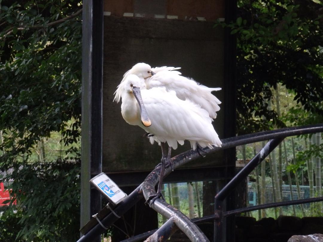 手すりに留まっているヘラサギの画像