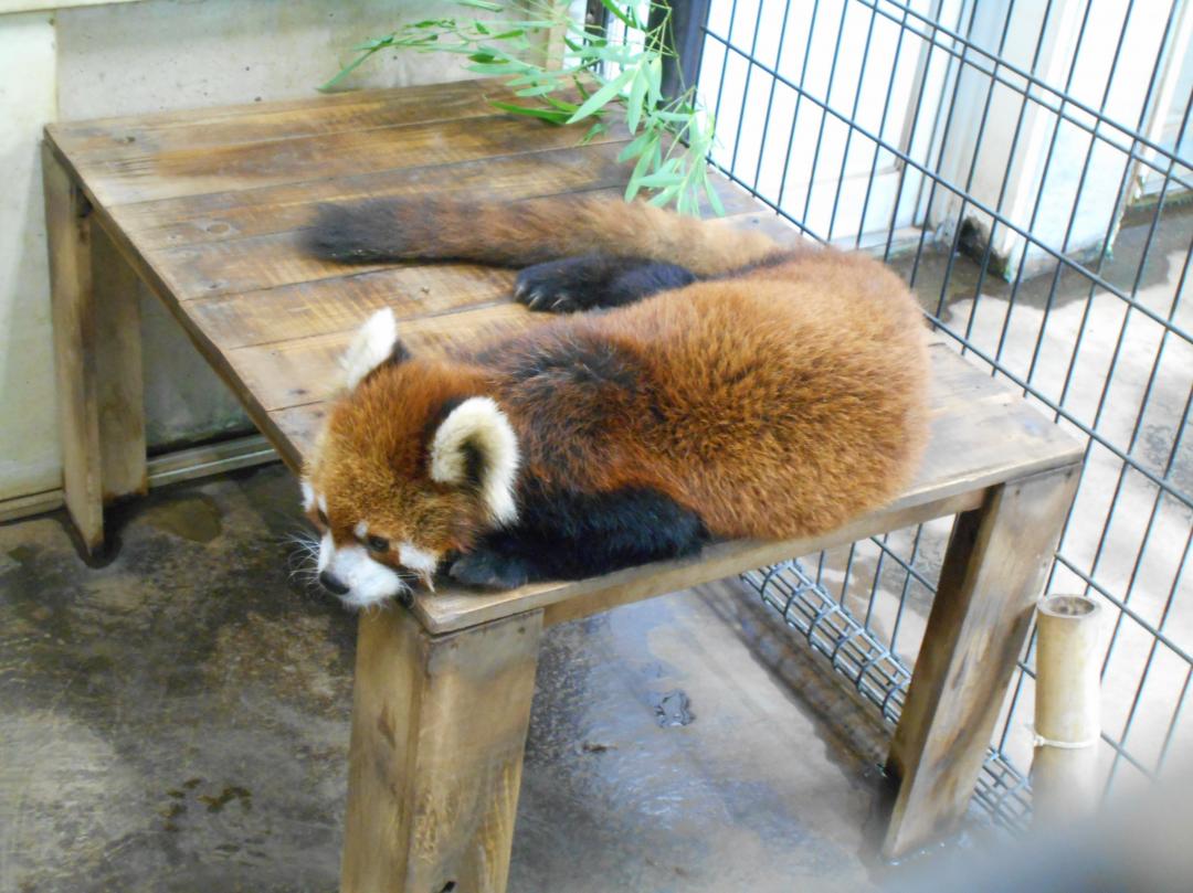 画像：レッサーパンダのイチマルの画像