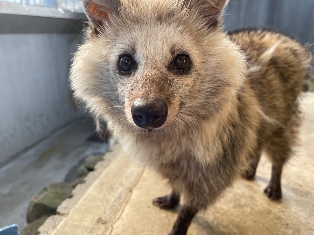 飼育日誌（7月15日～7月29日）タヌキの画像1