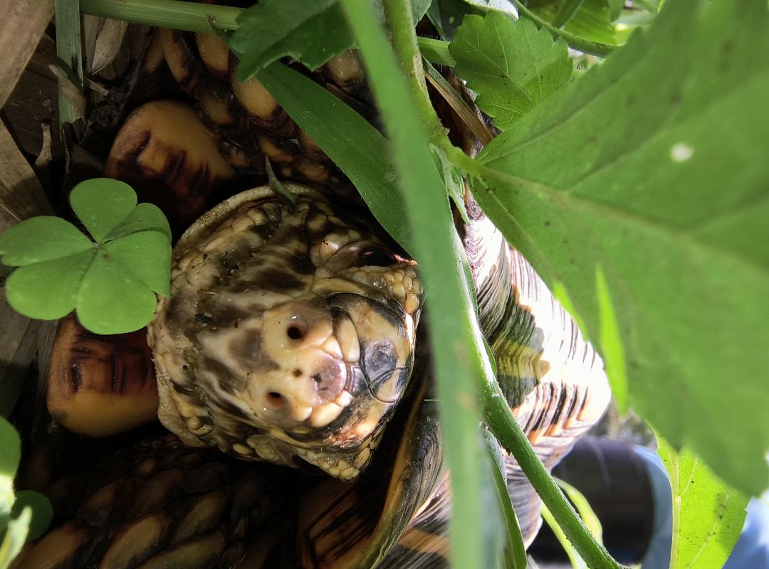 画像：草むらの中のミアキスの写真