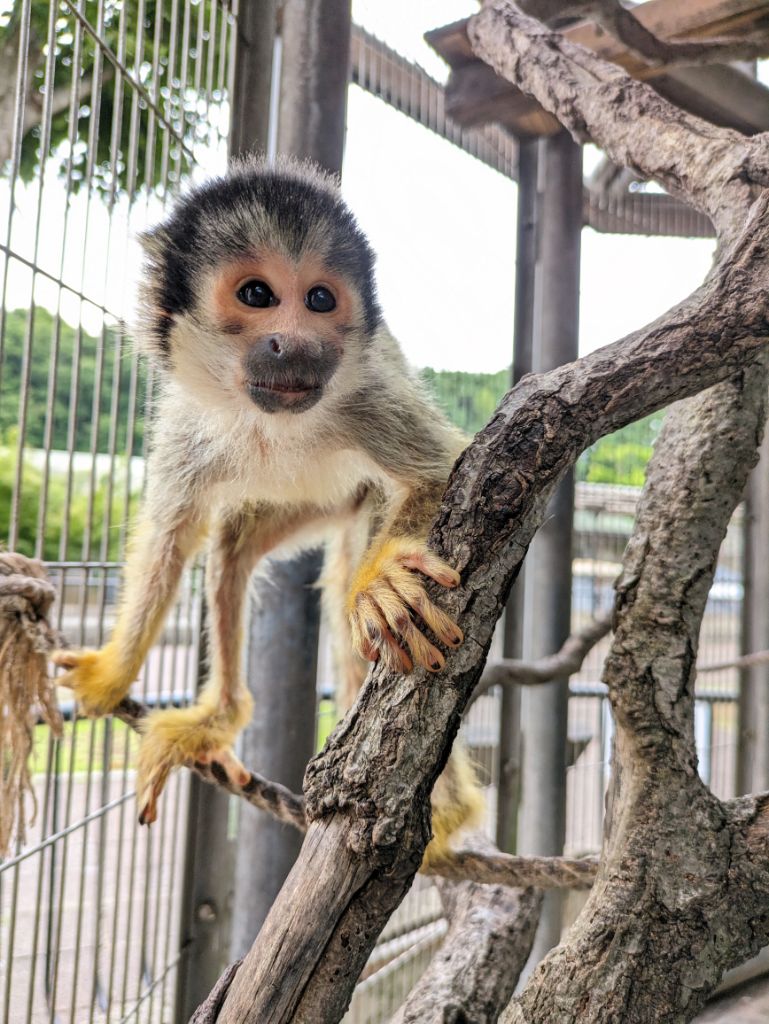 画像：止まり木の移動も軽やかなリリーの写真