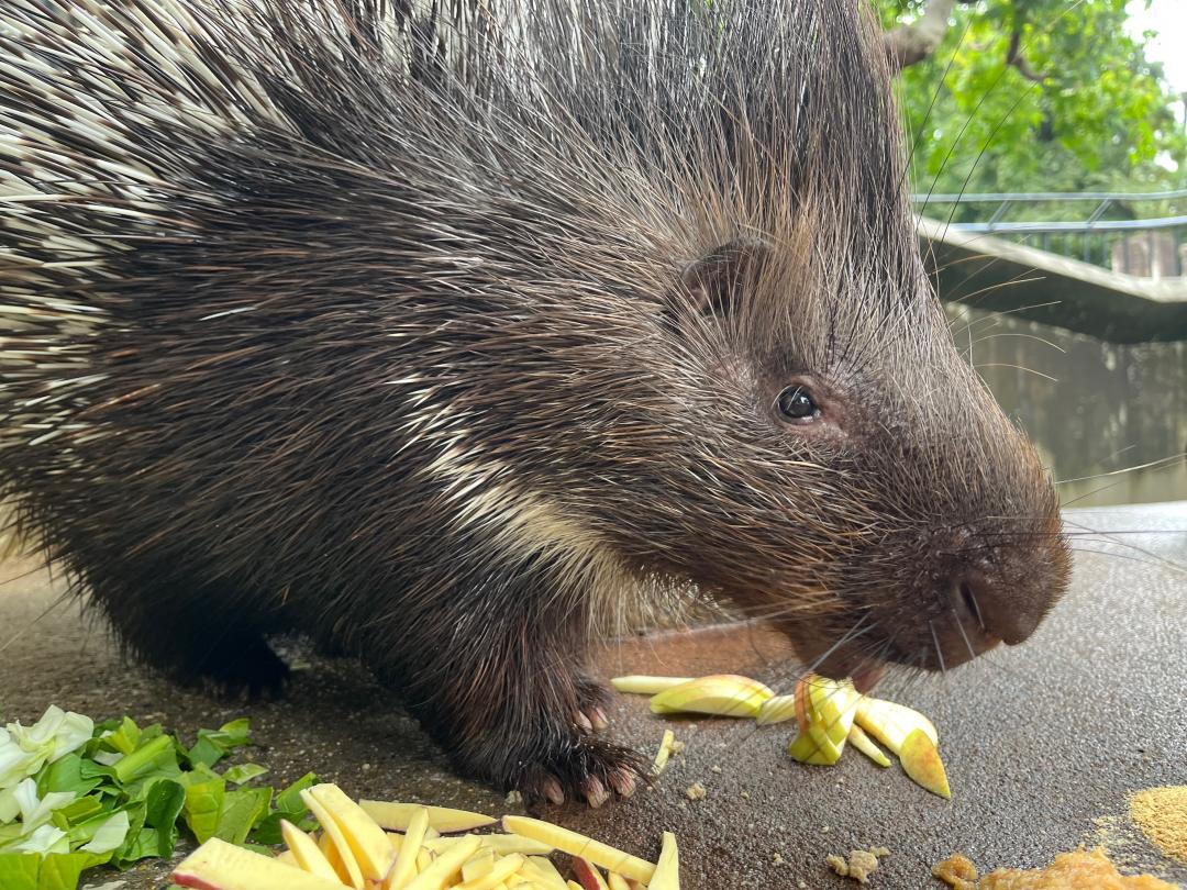 写真：ヤマアラシの写真