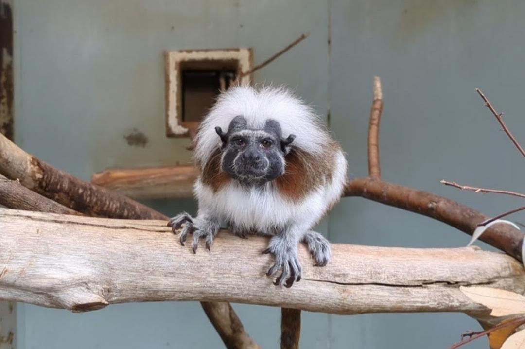 画像：ダン♂(2012年8月23日生まれ)　