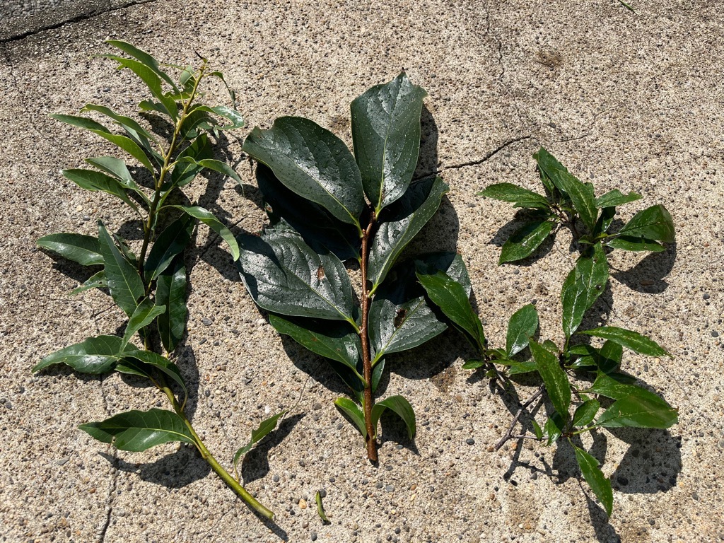 画像：3種類の枝葉(左からカシ、柿、プラム)の写真