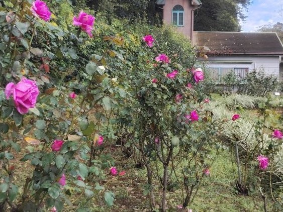 写真：10月27日のバラの写真（明るい赤色のバラ）