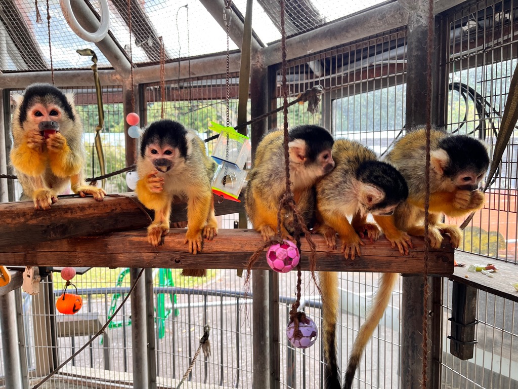 写真：リスザル