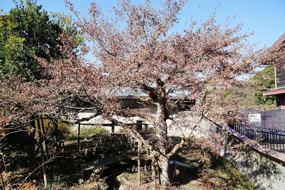 レッサーパンダ1号舎12月8日の紅葉の写真1