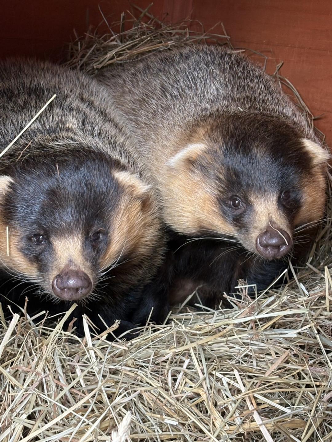 写真：二ホンアナグマの親子の写真