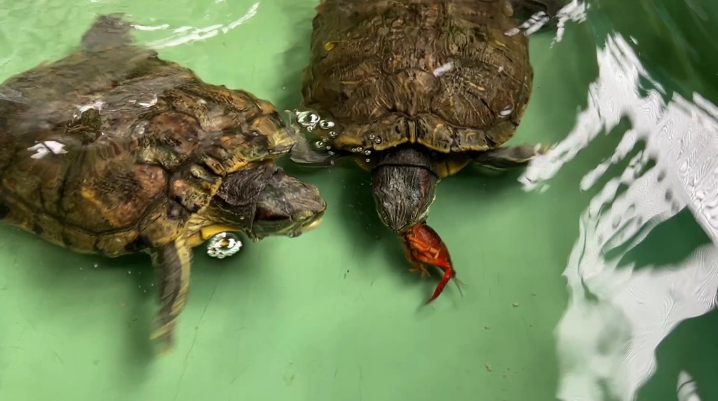 写真：アカミミガメがザリガニを食べている写真