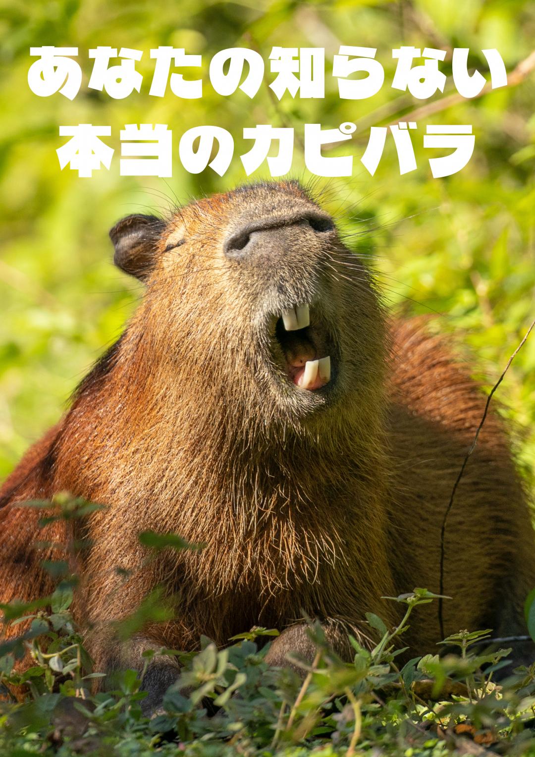 カピバラ講演会のポスター