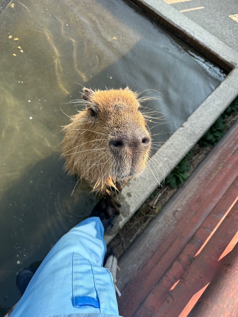 カピバラの「イチョウ」の写真