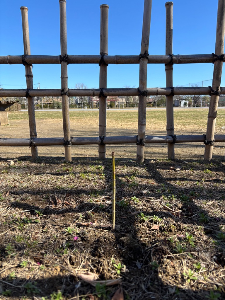 写真：アオギリとその囲いが写っている