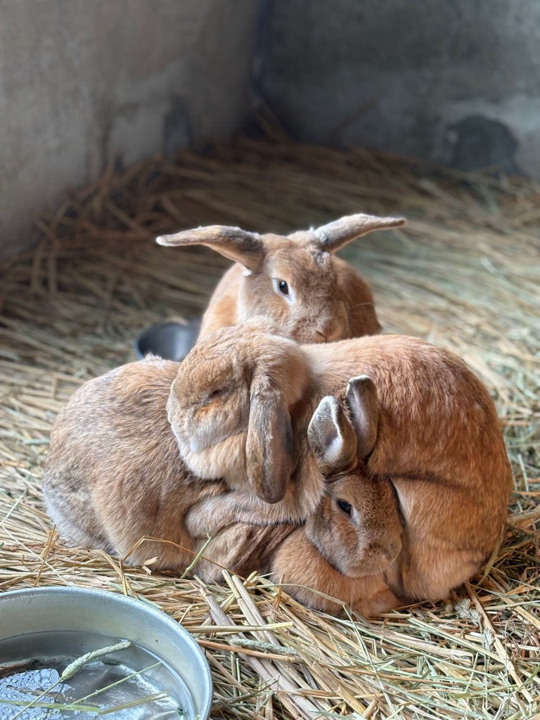 3頭で仲良く固まっているウサギ