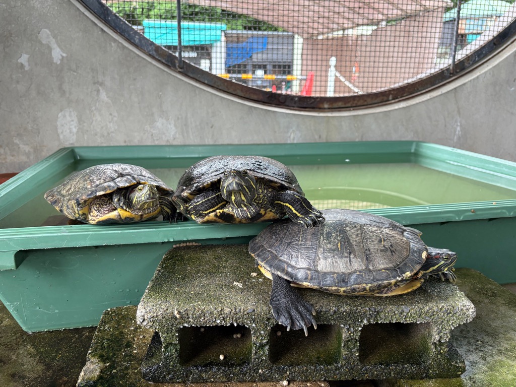 アカミミガメ3匹の写真