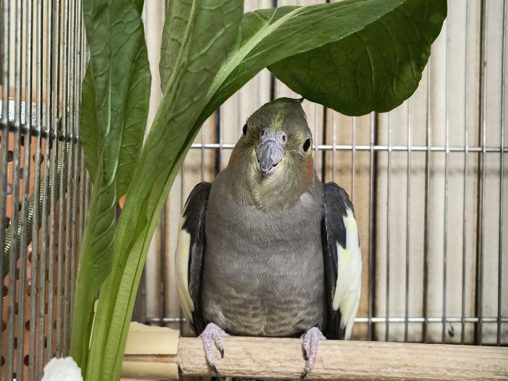 オカメインコ18歳♀
