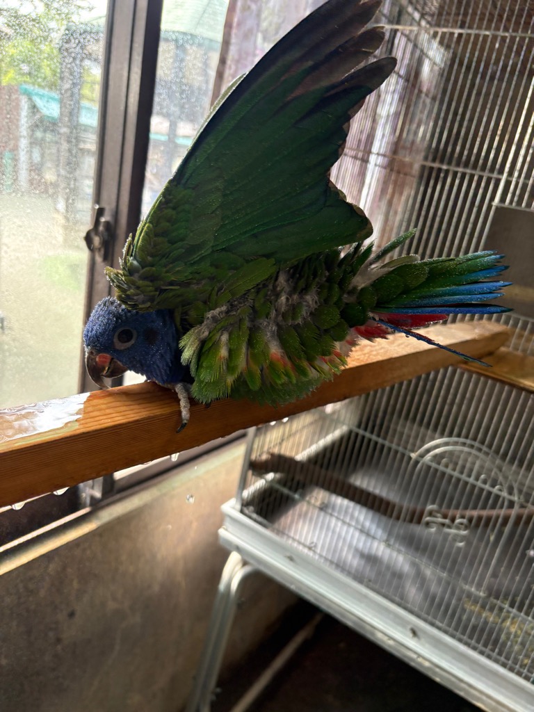 アケボノインコ　ハル