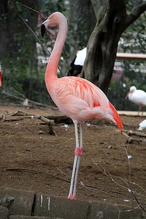 フラミンゴの画像