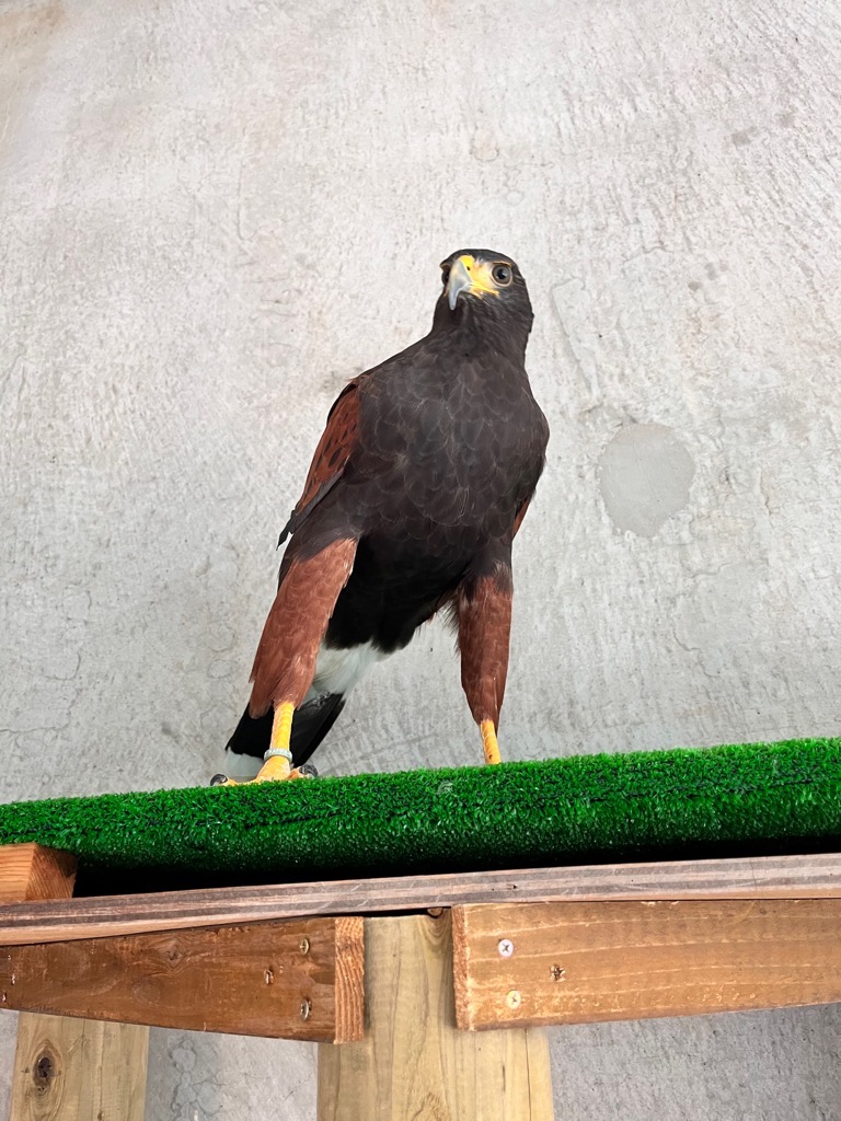 画像：ハリスホークの画像1