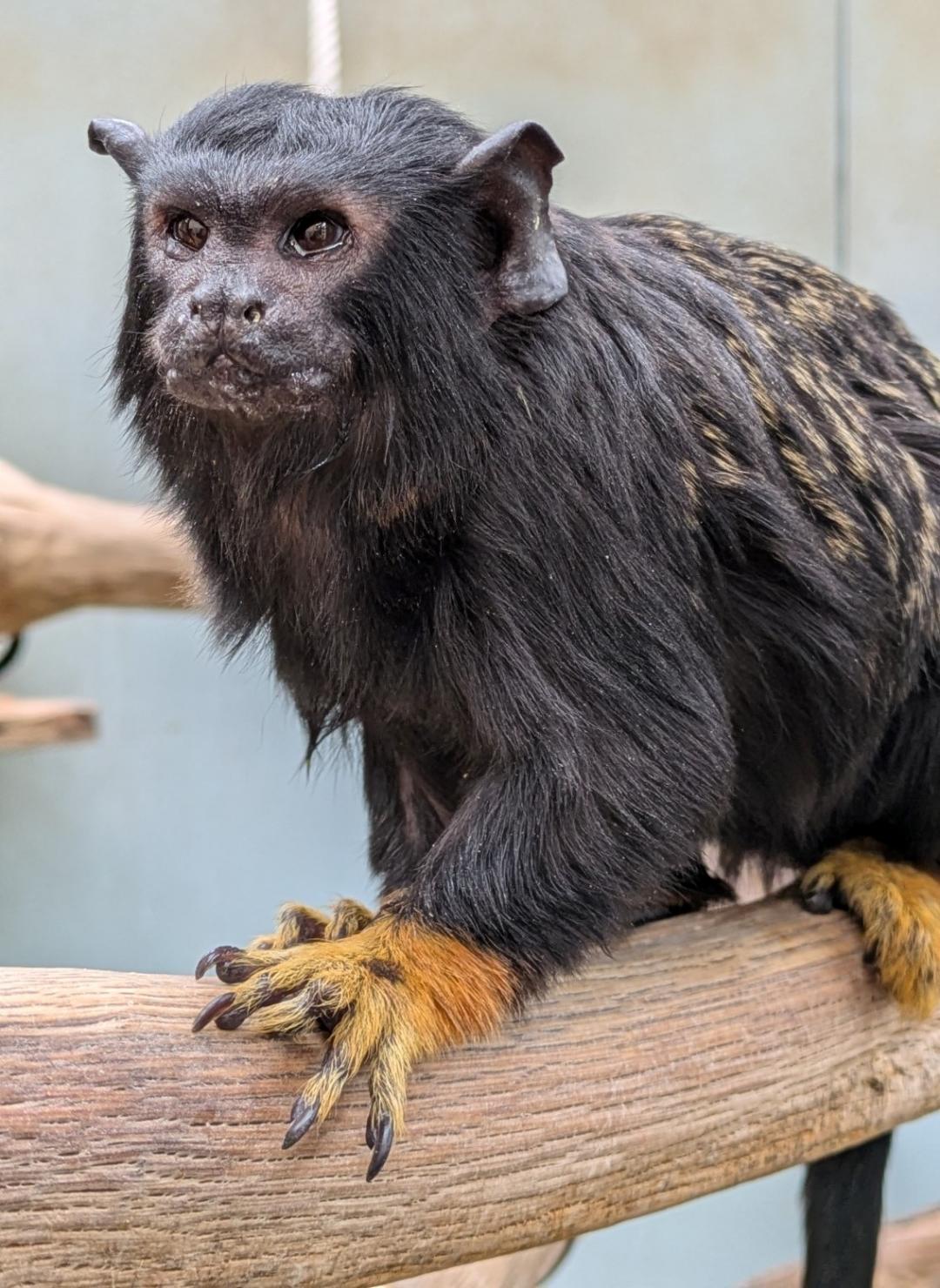 画像：アカテタマリンの写真