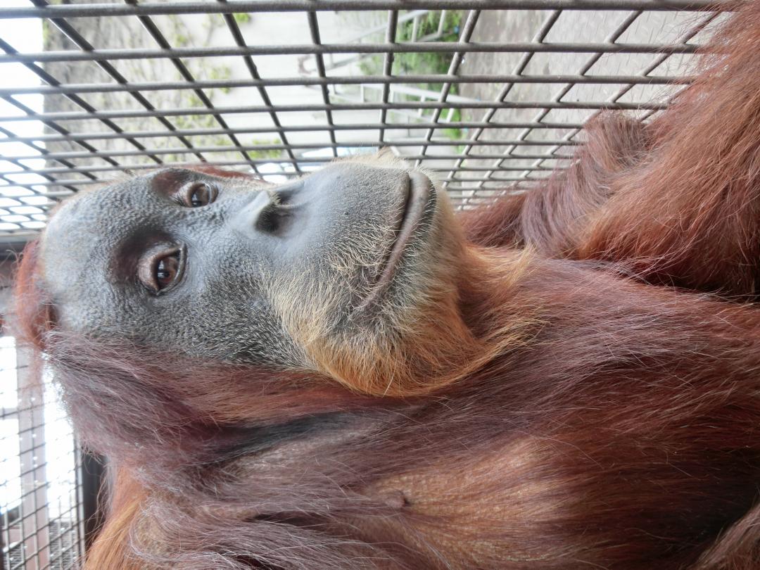 画像：オランウータンの写真