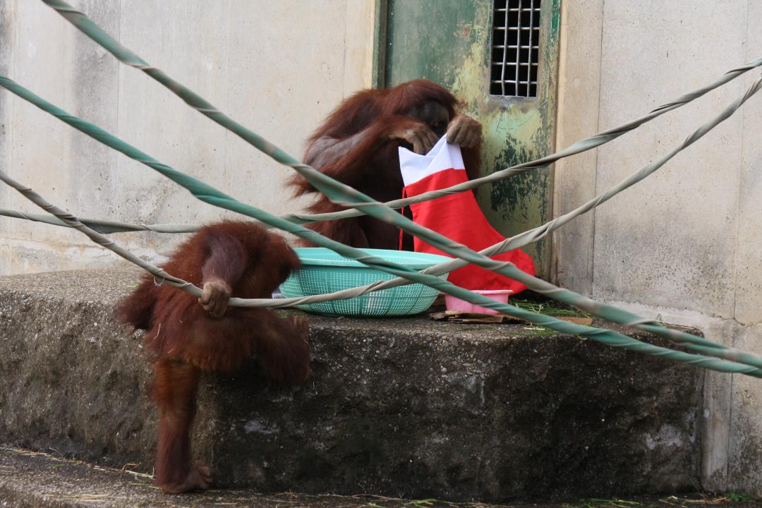 オランウータンの画像1