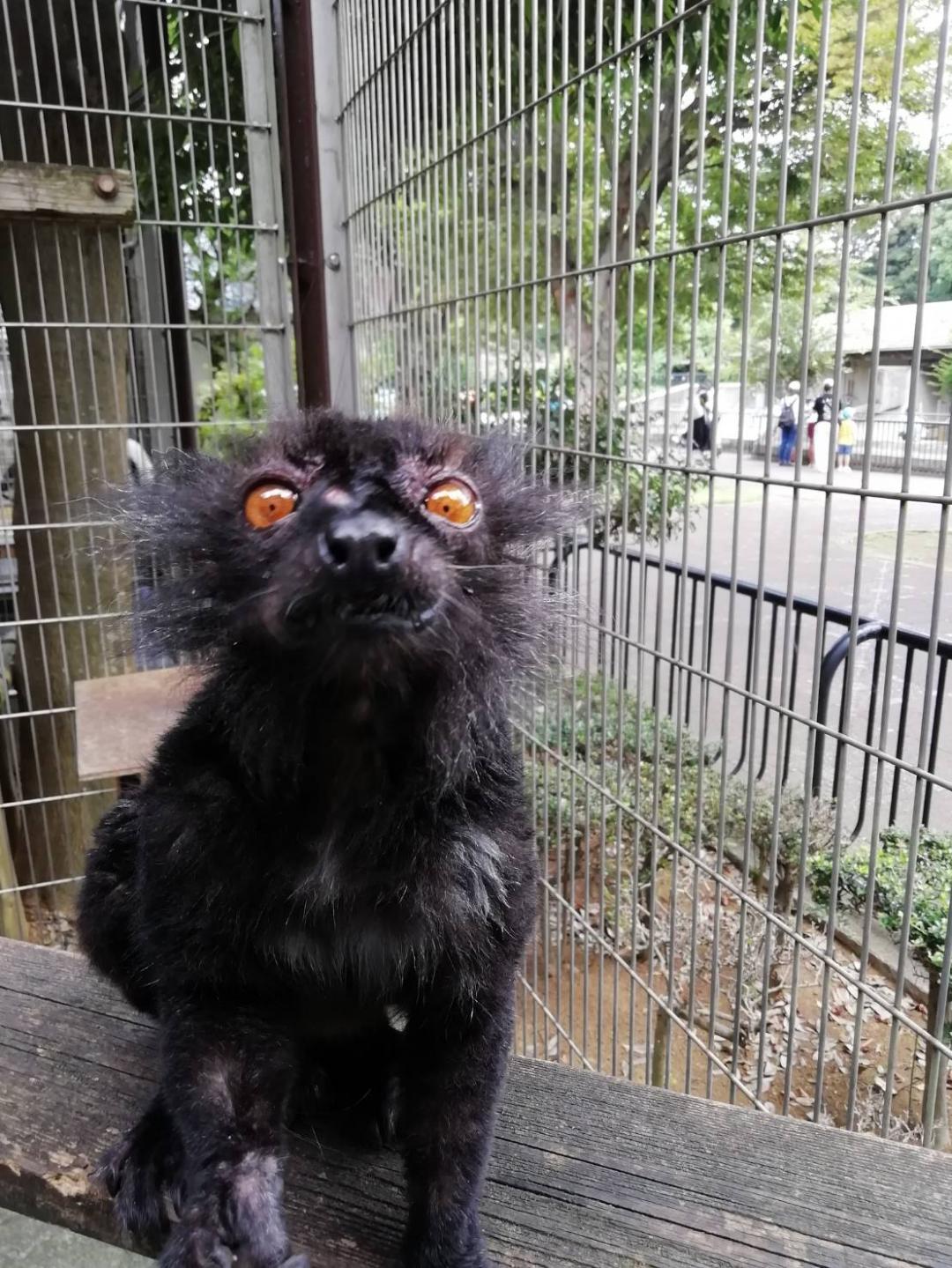 クロキツネザルの写真1