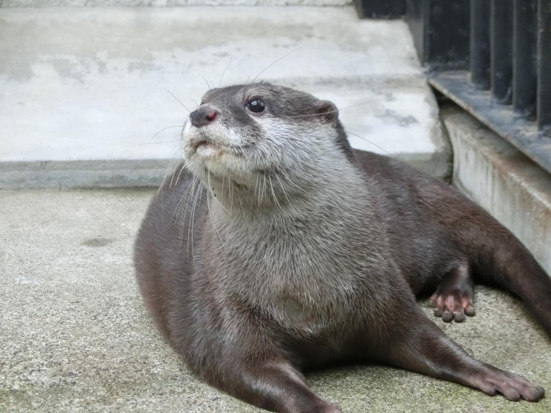 写真：コツメカワウソ　ジーノ♂
