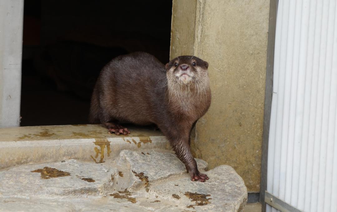 写真：コツメカワウソ　ツツジ
