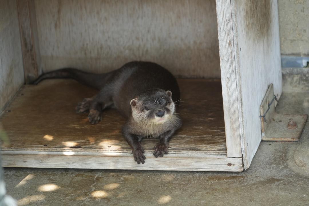 画像：コツメカワウソマロン♀