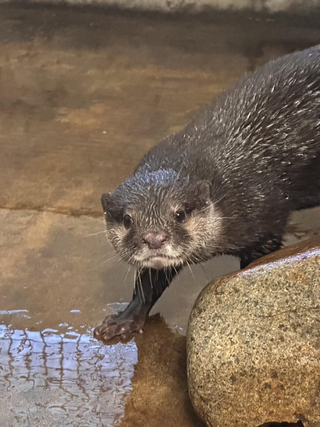 写真：コツメカワウソ　ツツジ