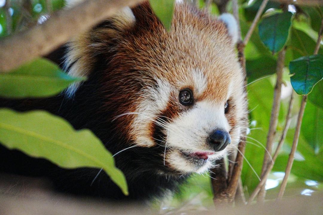 レッサーパンダ