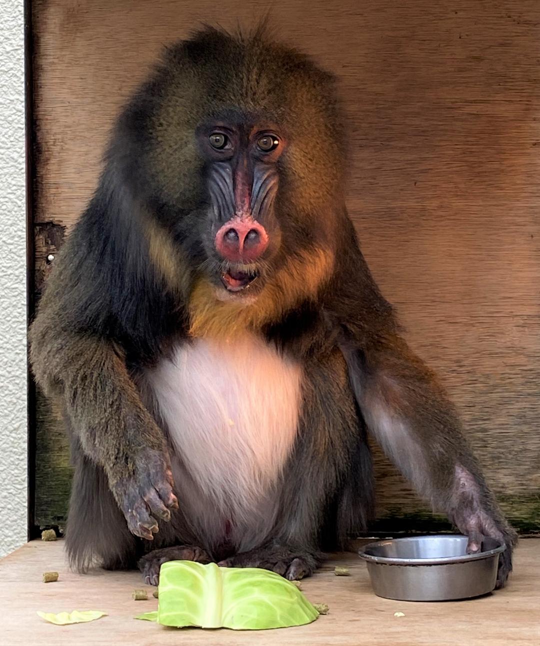 画像：朝ごはん中のマンドリルの写真