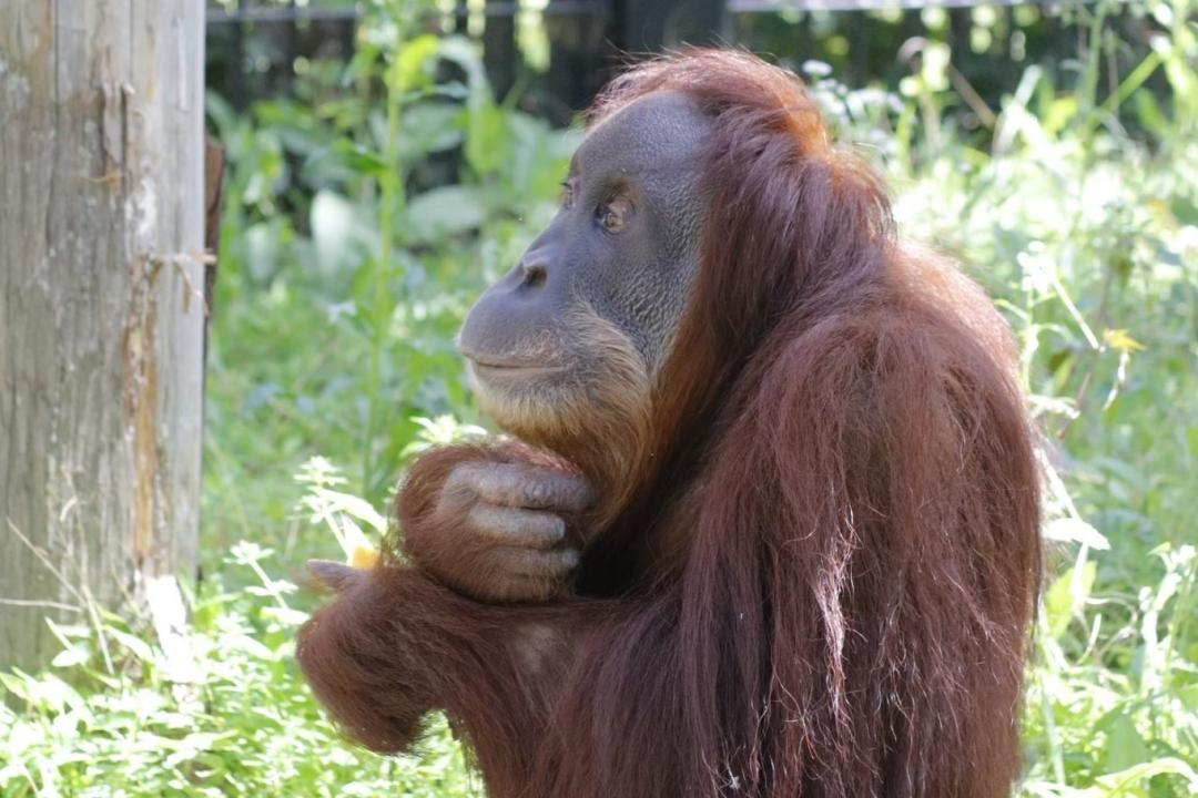 写真：オランウータン　ウラン