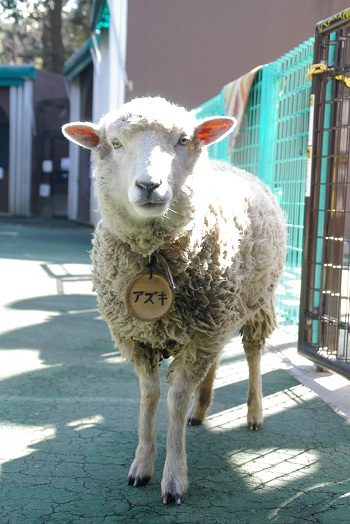 アズキ♀の画像