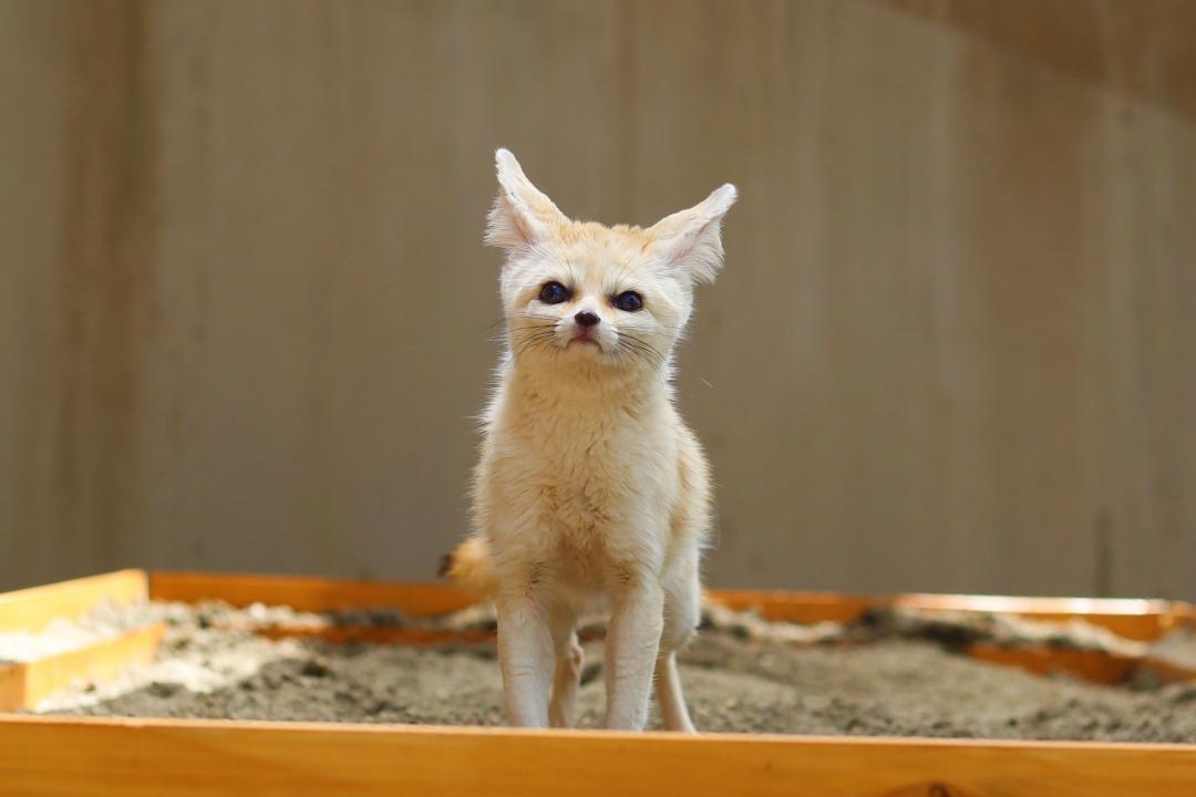 いなり♀の画像