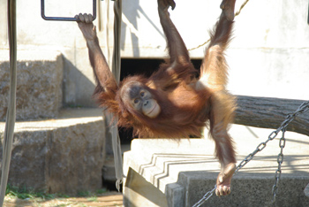 どーも、3さいになったポポですの画像