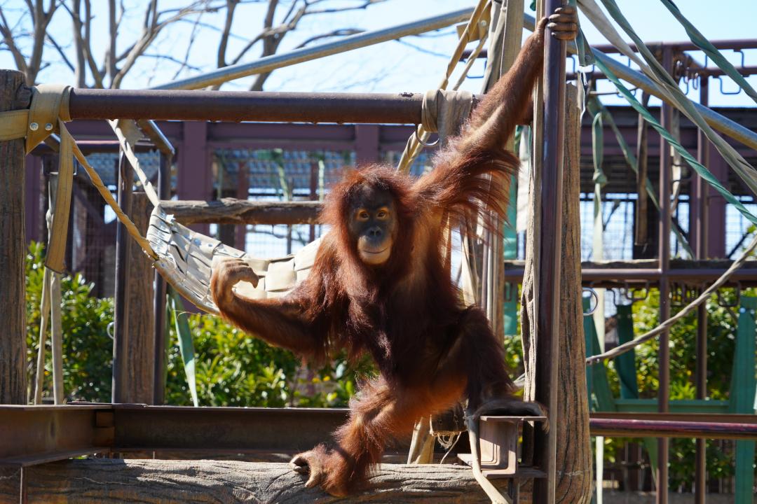 画像：スマトラオランウータンのポポの写真