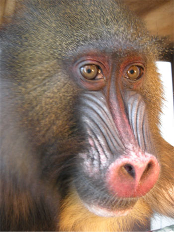 ジョディ♂の画像