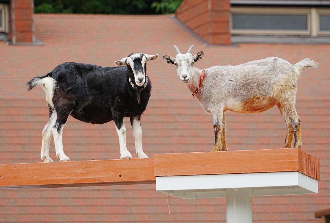 ヤギの空中散歩