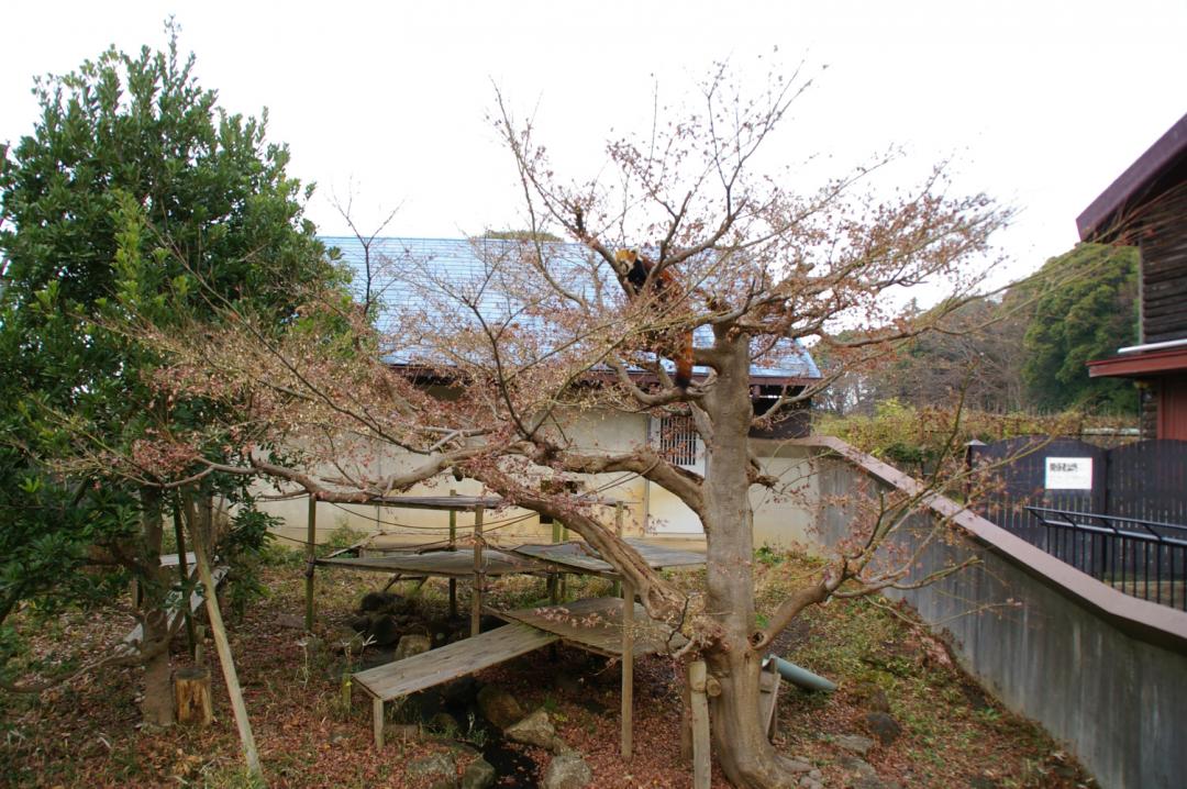 画像：12月16日の1号舎の紅葉の画像1