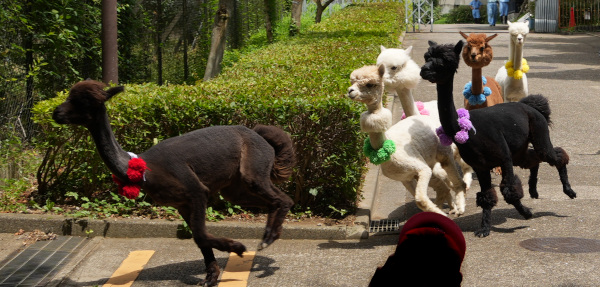 画像：アルパカダッシュの写真