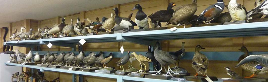 自然博（収蔵庫）