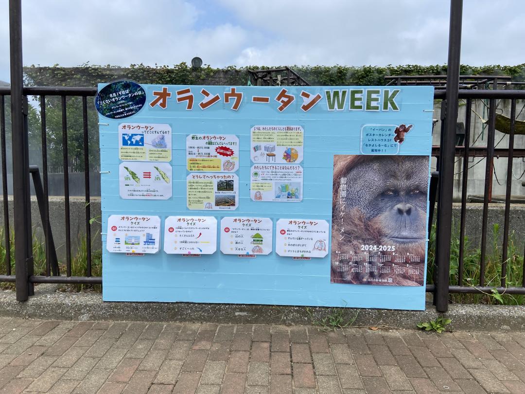 画像：国際オランウータンデイのパネル展示の写真