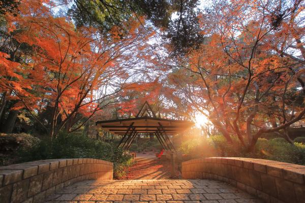 写真：夕日が差し込む里見公園