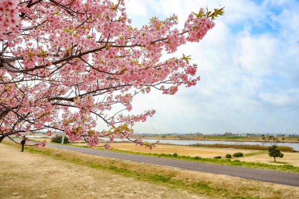 写真：江戸川の眺め