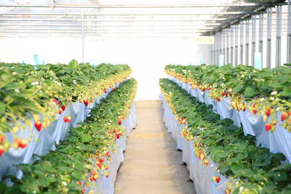 写真：イチゴ畑で多くのイチゴが実る